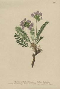 Purple Oxytropis by German School