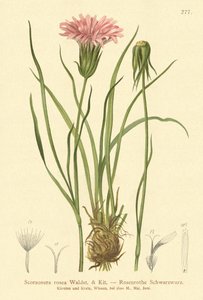 Purple Vipers-grass