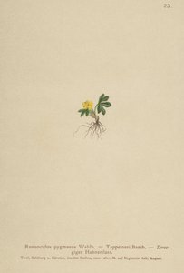 Pygmy Buttercup