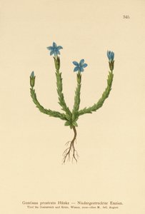 Pygmy Gentian by German School
