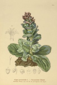 Pyramidal Bugle