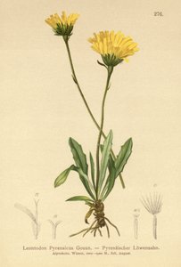 Pyrenean Hawkbit