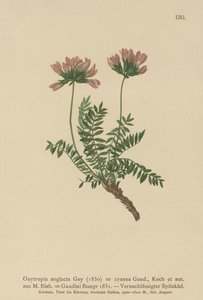 Pyrenean Milk Vetch