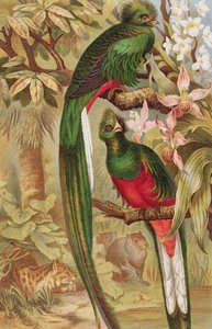 Quetzal, plate from Brehms Tierleben