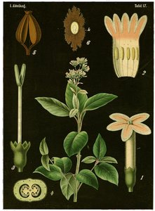 Quinine Tree (Cinchona Calisaya) by German School