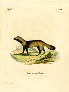 Raccoon Dog