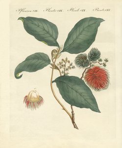 Rambutan tree