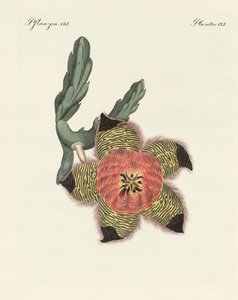 Rare African plants by German School