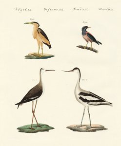 Rare German Birds
