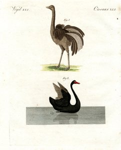 Rare Birds by German School