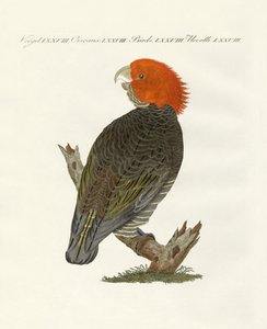 Rare Birds