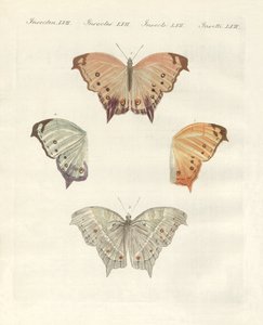 Rare butterflies by German School