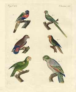 Rare parrots
