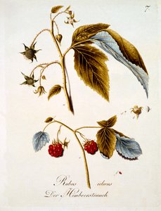 Raspberry, illustration from a book of German wild flowers by Johann Daniel von Reitter, published c.1803-5