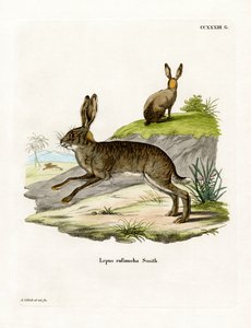 Red-necked Scrub Hare