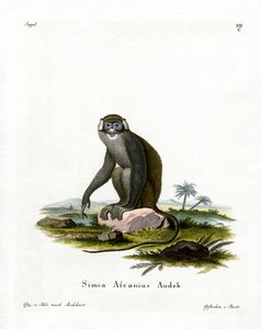 Red-tailed Monkey