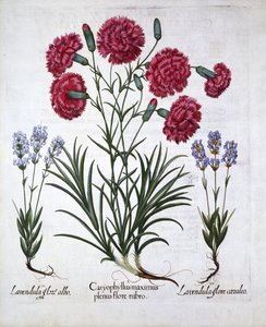 Red Carnation and Lavender, from Hortus Eystettensis by German School