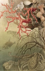 Red Coral, plate from Brehms Tierleben by German School