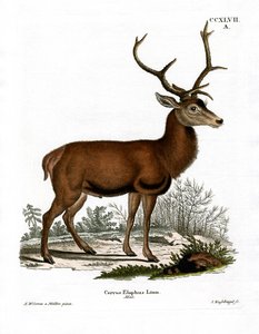 Red Deer