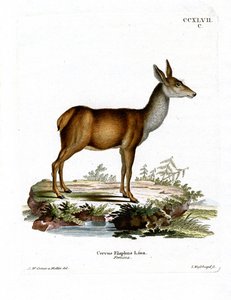 Red Deer by German School