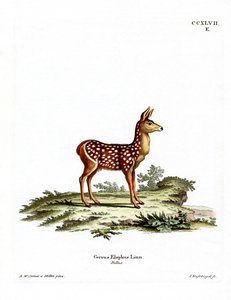 Red Deer Fawn by German School