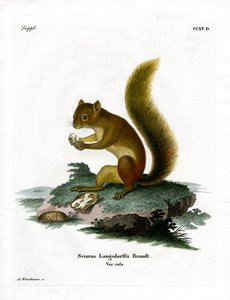 Red Squirrel