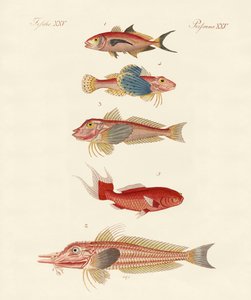 Red Fish