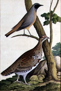 Redstart (Phoenicurus phoenicurus) and Hazel Hen by German School