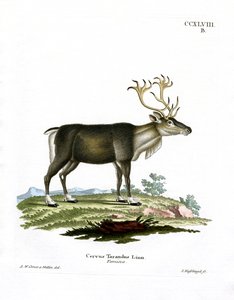 Reindeer