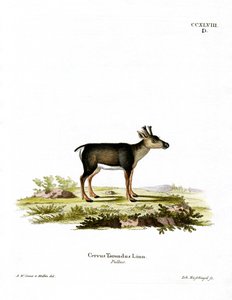 Reindeer Fawn by German School
