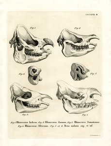 Rhino Skulls