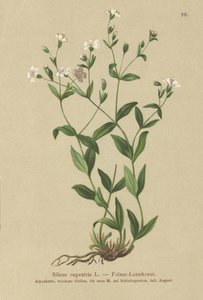Rock Campion
