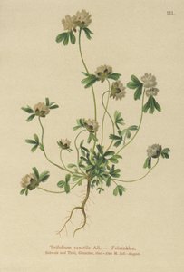 Rock Clover