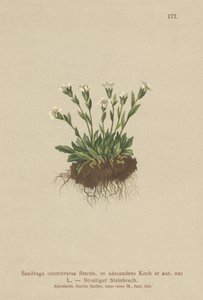 Rock Saxifrage