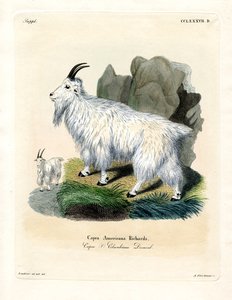 Rocky Mountain Goat by German School