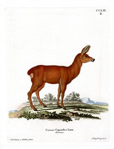 Roe Deer by German School
