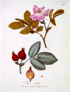 Rosa villosa, illustration from a book of German wild flowers by Johann Daniel von Reitter, published c.1803-5