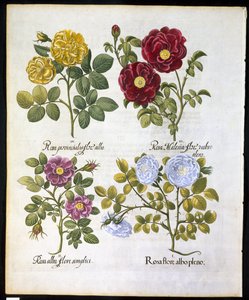 Roses, plate 96 from Hortus Eystettensis by Basil Besler, pub. 1613 by German School