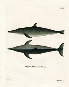 Rough-toothed Dolphin by German School
