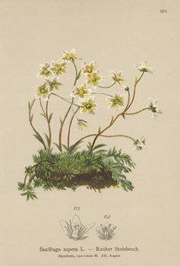 Rough Saxifrage