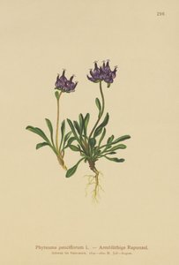 Round-headed Rampion