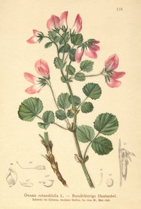 Round-leaved Restharrow by German School