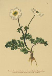 Rue-leaved Crowfoot (Ranunculus rutaefolius)