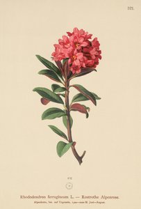 Rusty-Leaved Alpenrose