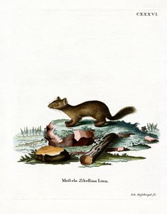 Sable by German School