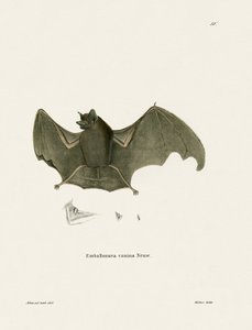 Sac-winged Bat by German School