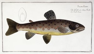 Salmo Fario by German School