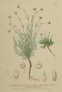 Sandwort