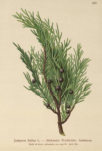 Savin Juniper