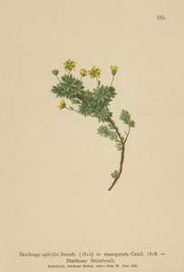 Saxifrage by German School